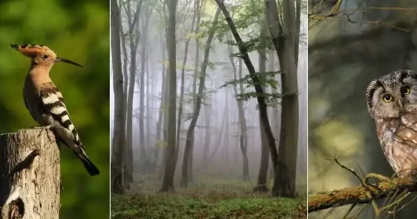 270-letni dąb w Nadleśnictwie Resko – pomnik przyrody, który przetrwał huragany