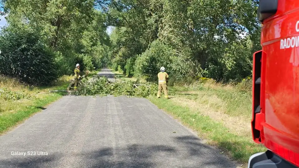 Drzewo na drodze w Rogowie – interwencja OSP Radowo Małe