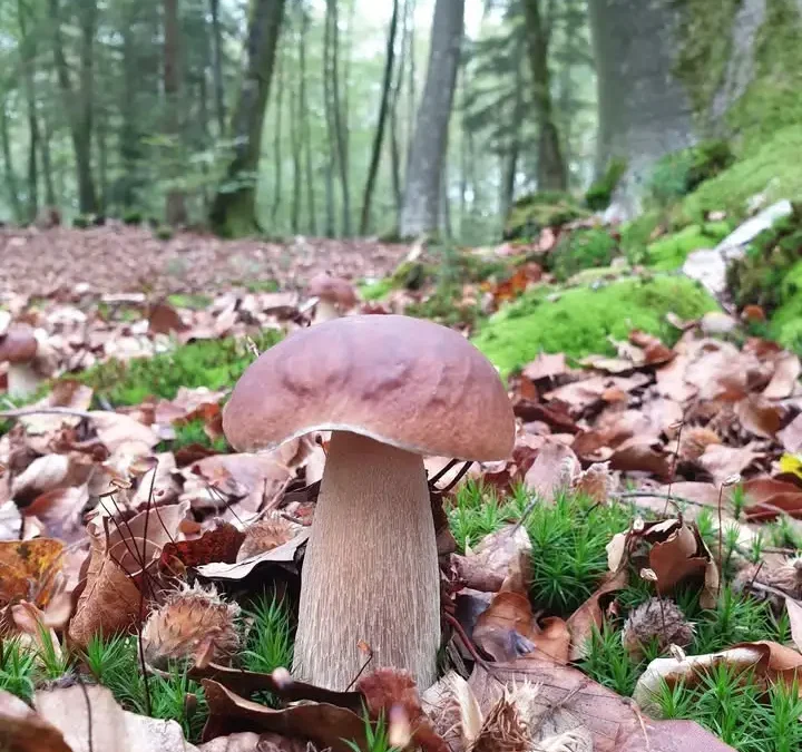 Kontrola szkodników korzeni w szkółkach leśnych w Szczecinku