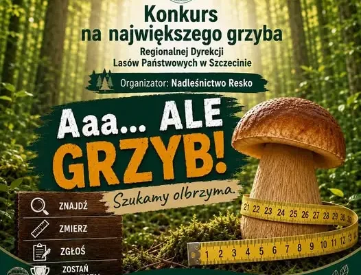 Konkurs na największego grzyba w Nadleśnictwie Resko – zgłoś swój okaz i wygraj!