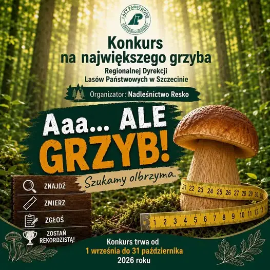 Konkurs na największego grzyba w Nadleśnictwie Resko – zgłoś swój okaz i wygraj!
