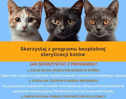 Gmina Dobra finansuje sterylizację kotów – jak skorzystać z programu?