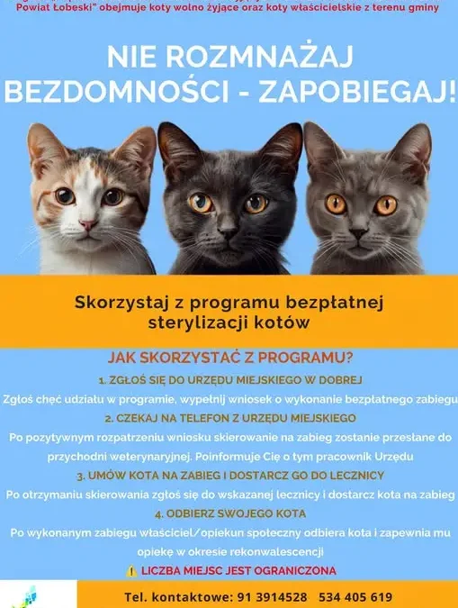 Gmina Dobra finansuje sterylizację kotów – jak skorzystać z programu?